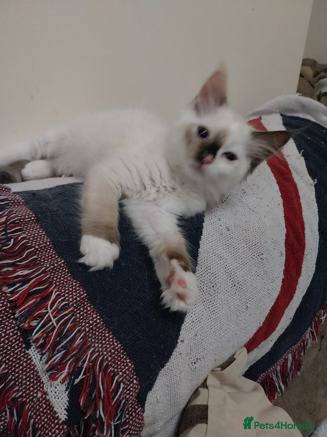 Ragdoll cats for sale: 2 Beautiful Ragdoll girls for sale - Image 4