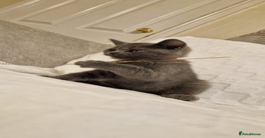 British Shorthair cats - Advert 3