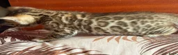 Bengal cats for sale: Beautiful Bengal Kittens – Ready Soon 🐾 - Advert 6