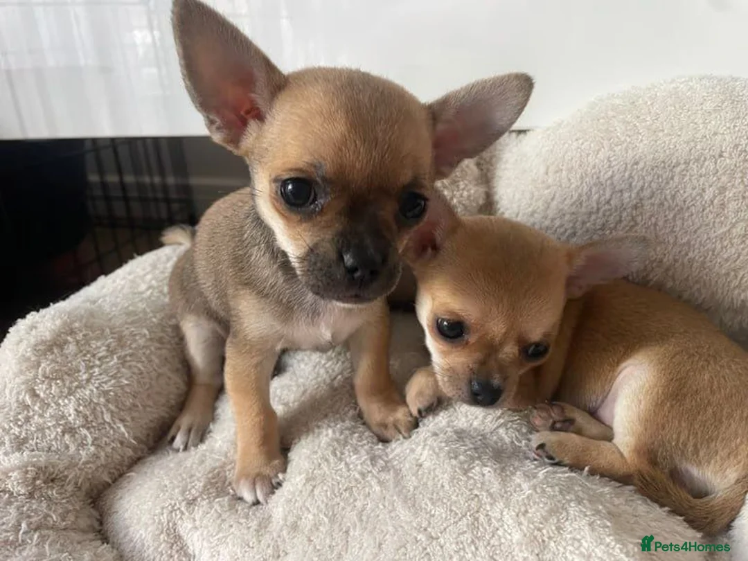 Chihuahua dogs for sale: Adorable Chihuahua Puppies – 2 Boys, 1 Girl - Advert 1