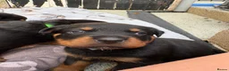 Rottweiler dogs for sale: Rottweiler puppies  - Advert 16