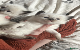 Ragdoll cats for sale: Beautiful Ragdoll Kittens  - Image 3