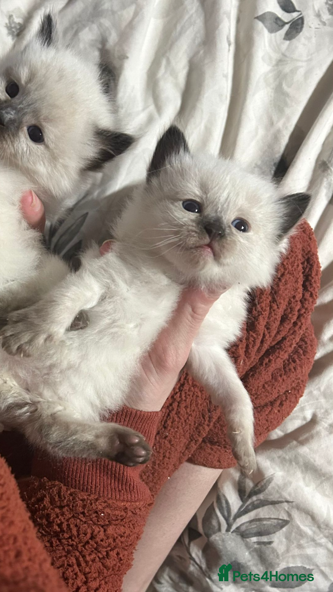 Ragdoll cats for sale: Beautiful Ragdoll Kittens  - Image 3