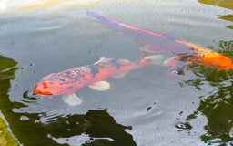 Pond Fish fish for sale: 3 Coin Carp + 1 Ghost Decent Sizes - Image 4