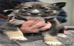 Huskita dogs for sale: FABULOUS HUSKITA PUPPIES Husky x Akita - Image 10