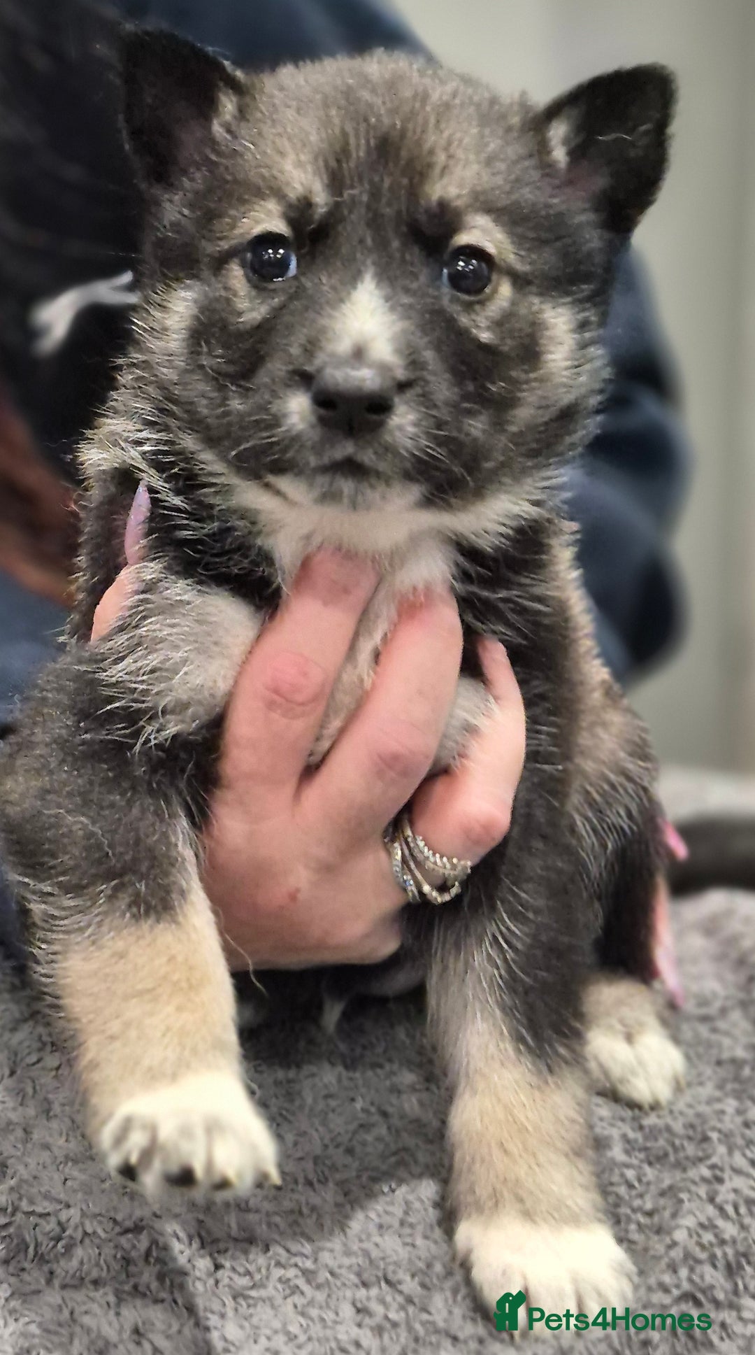 Huskita dogs for sale: FABULOUS HUSKITA PUPPIES Husky x Akita - Image 10