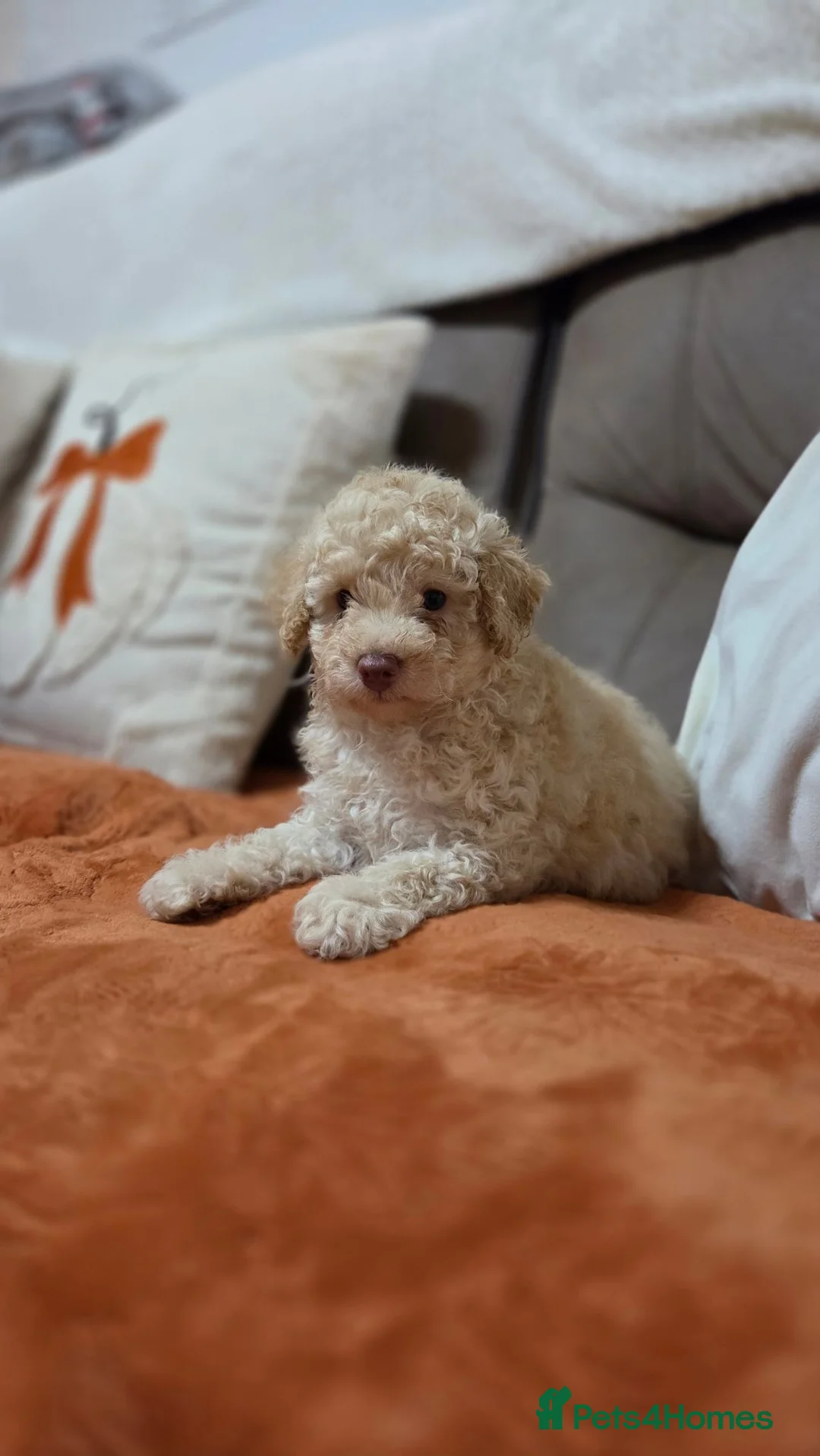 Toy Poodle dogs for sale: Toy poodle puppys - Advert 6