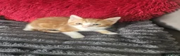 Mixed Breed cats for sale: 6 beautiful kittens  - Advert 3