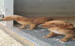 Mixed Breed dogs for sale: Beautiful litter of f1 setterdors  - Image 2