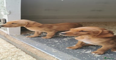 Mixed Breed dogs - Advert 16