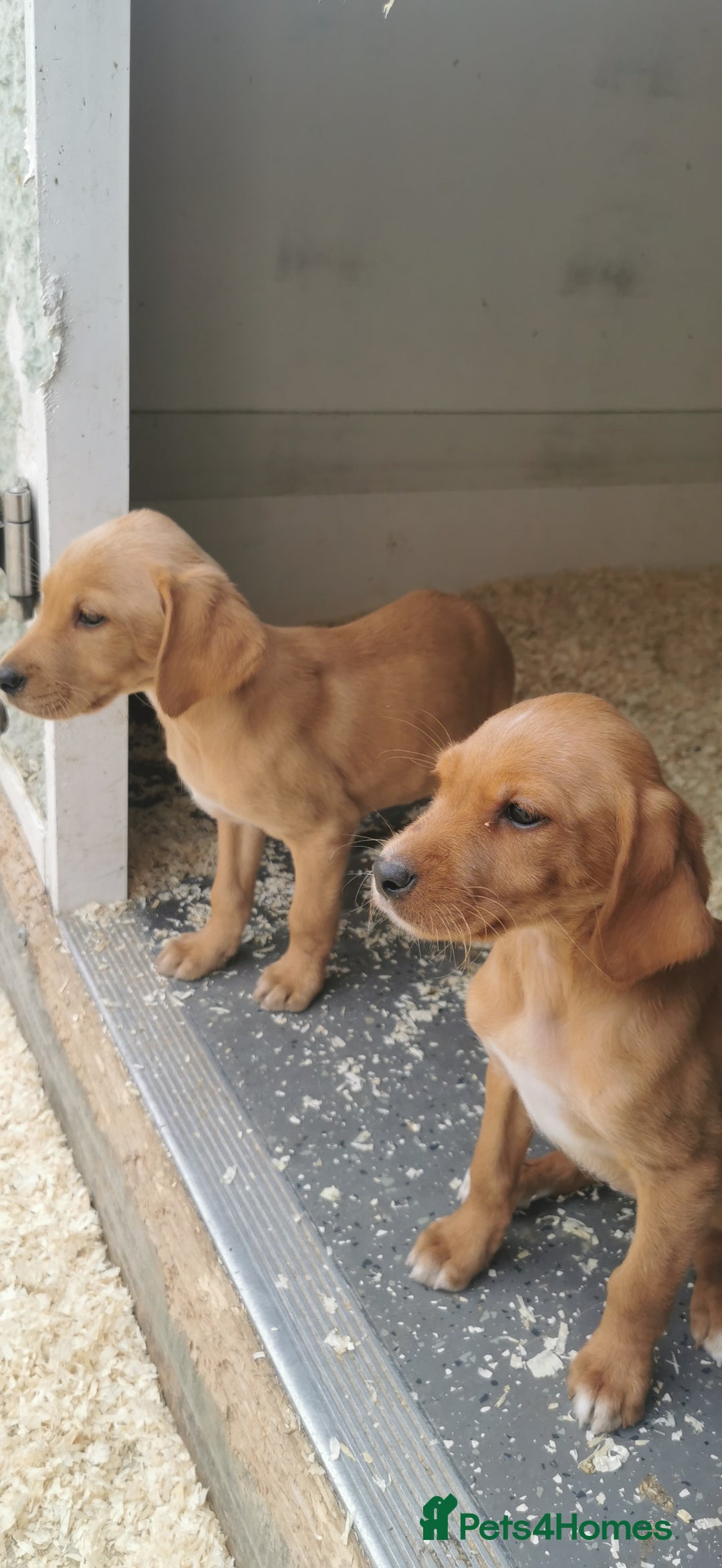 Mixed Breed dogs for sale: Beautiful litter of f1 setterdors  - Image 2