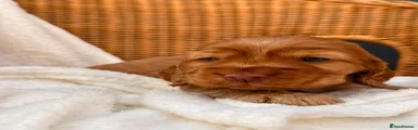 Cocker Spaniel 4
