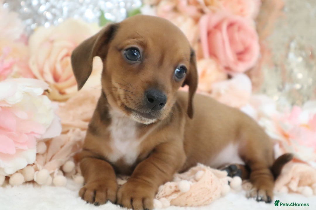 Miniature Dachshund dogs for sale: Miniature Dachshund Puppies - Image 10