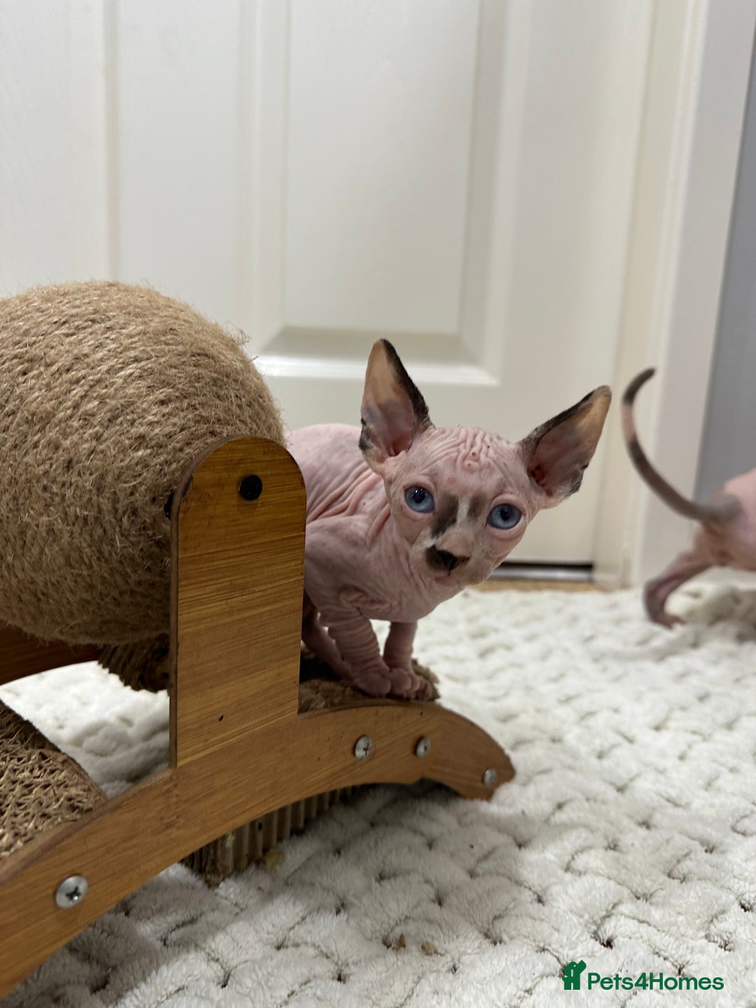 Sphynx cats for sale: Beautiful Pure Sphynx Kittens – Ready Now! - Image 27