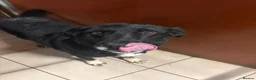 Mixed Breed dogs for adoption: Meet Azra and Vucko,currently residing in Cheshire in Nantwich - Advert 15