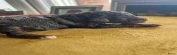 Cockapoo dogs for sale: Toy F1B cockapoos  - Advert 15