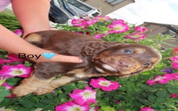 Cockapoo dogs for sale: Beautiful cockerpoo puppies  - Image 28