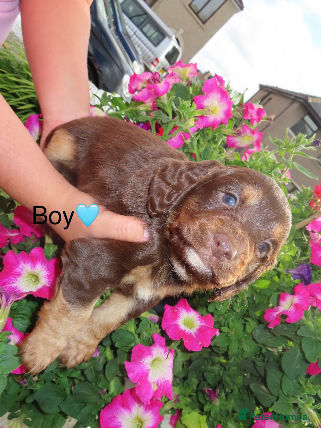Cockapoo dogs for sale: Beautiful cockerpoo puppies  - Image 28