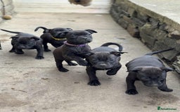 Staffordshire Bull Terrier dogs for sale: KC CHAMPION LINES STAFFORDSHIRE BULL TERRIER PUPS  - Image 11