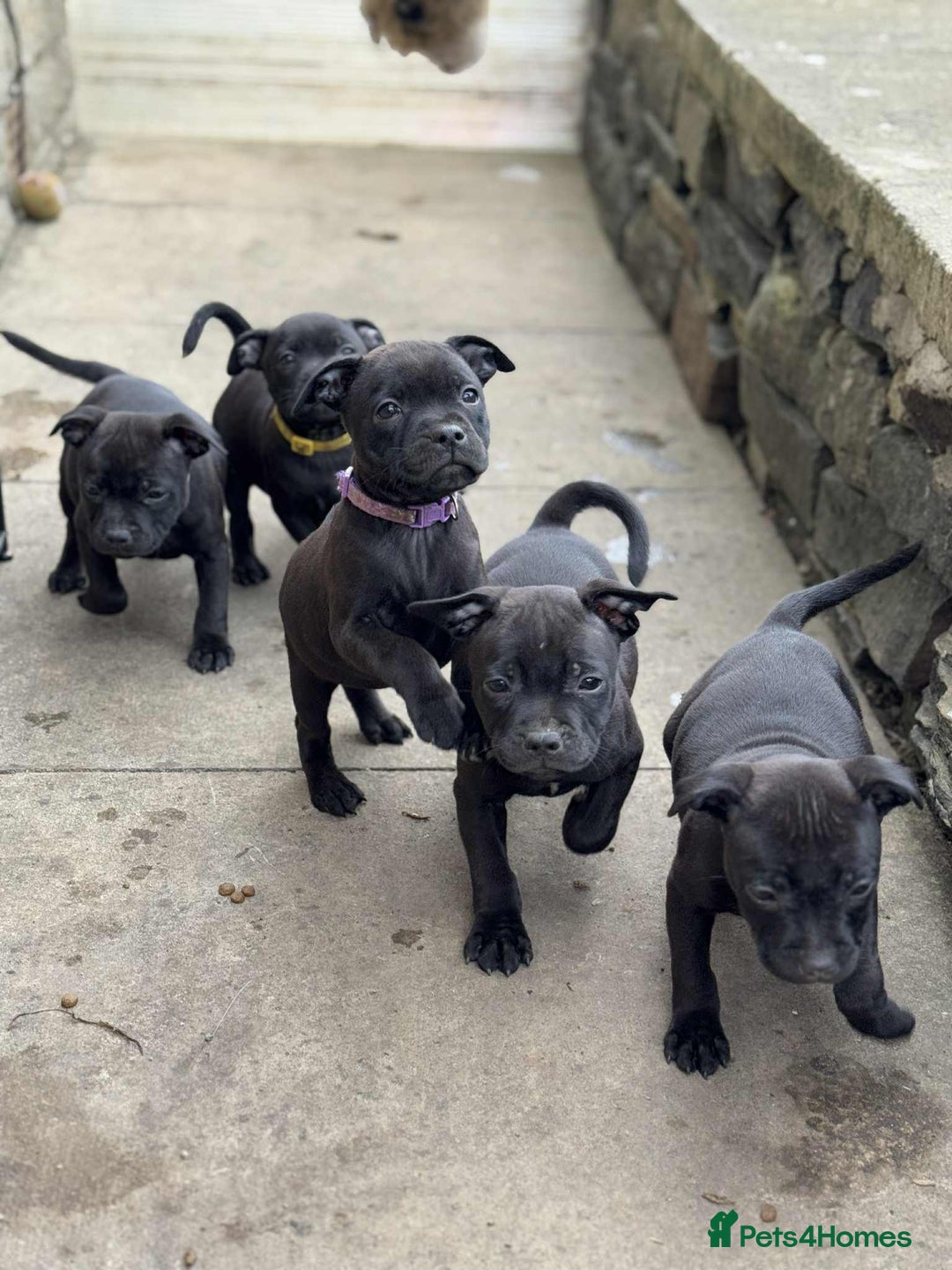Staffordshire Bull Terrier dogs for sale: KC CHAMPION LINES STAFFORDSHIRE BULL TERRIER PUPS  - Image 11