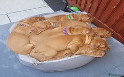 Hungarian Vizsla dogs for sale: Hungarian vizsla puppies  - Image 3
