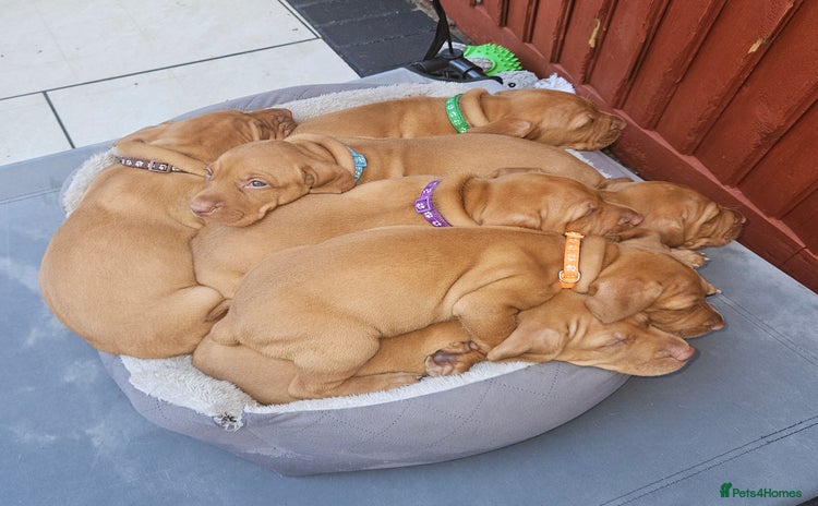 Hungarian Vizsla dogs - Advert 2
