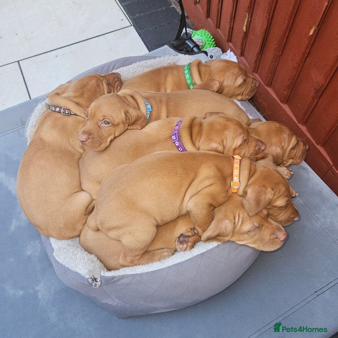 Hungarian Vizsla dogs for sale: Hungarian vizsla puppies  - Image 3