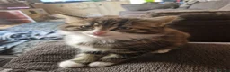 Mixed Breed cats for sale: 3 kitten for sale  - Advert 9