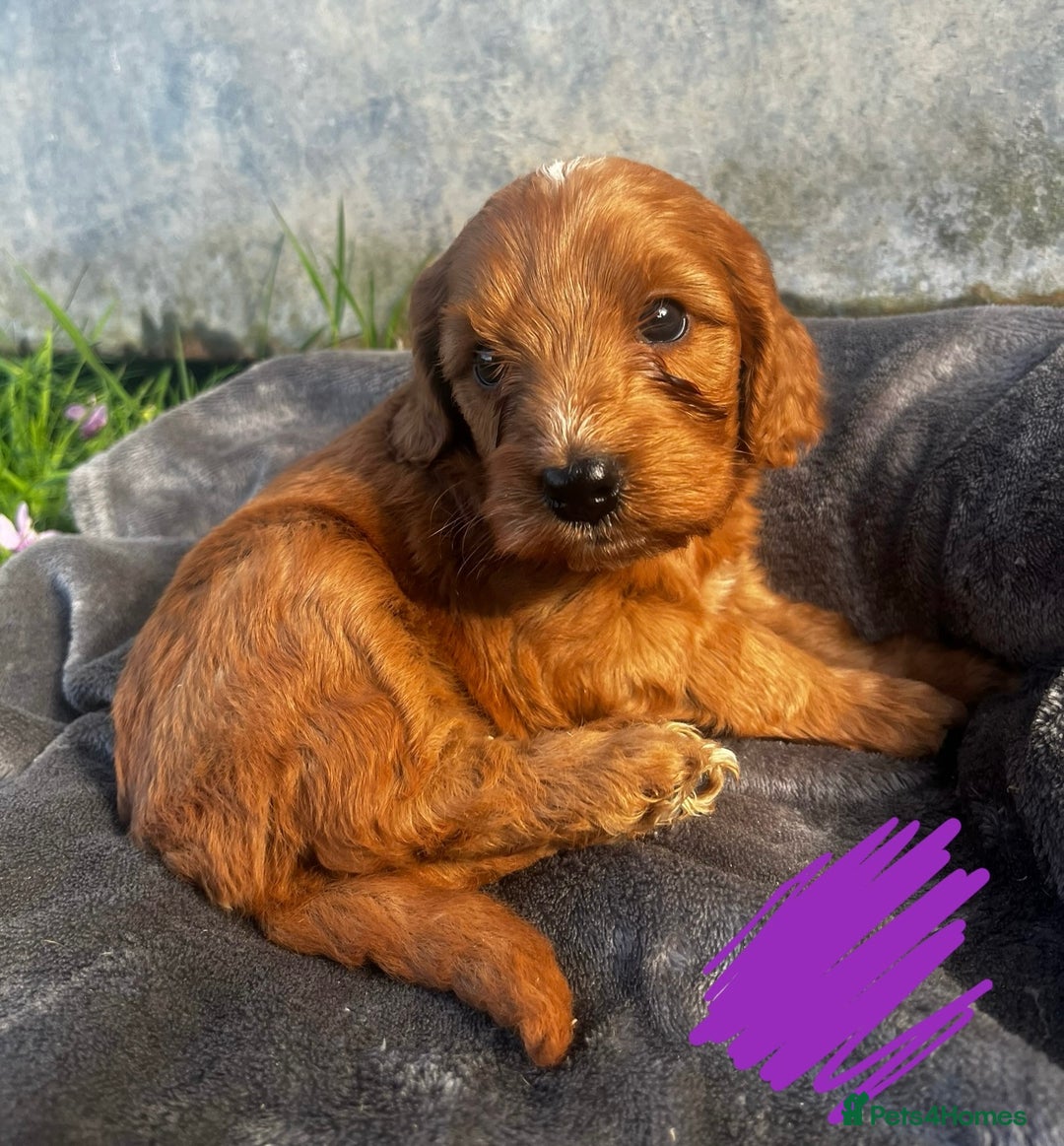 Cockapoo dogs for sale: 🌟Golden Cockapoos🌟 - Image 4