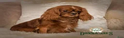 Cavalier King Charles Spaniel dogs for stud: Donnajays stud boys kc laboratory health tested  in Stafford - Advert 3