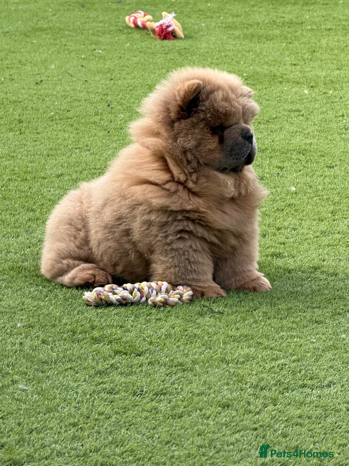Chow Chow dogs for sale: 🧸Beautiful chow chow puppies 🧸 - Advert 2