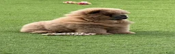 Chow Chow dogs for sale: 🧸Beautiful chow chow puppies 🧸 - Advert 3