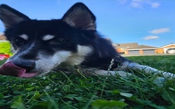 Mixed Breed dogs for sale: Meet Sparks - Image 7