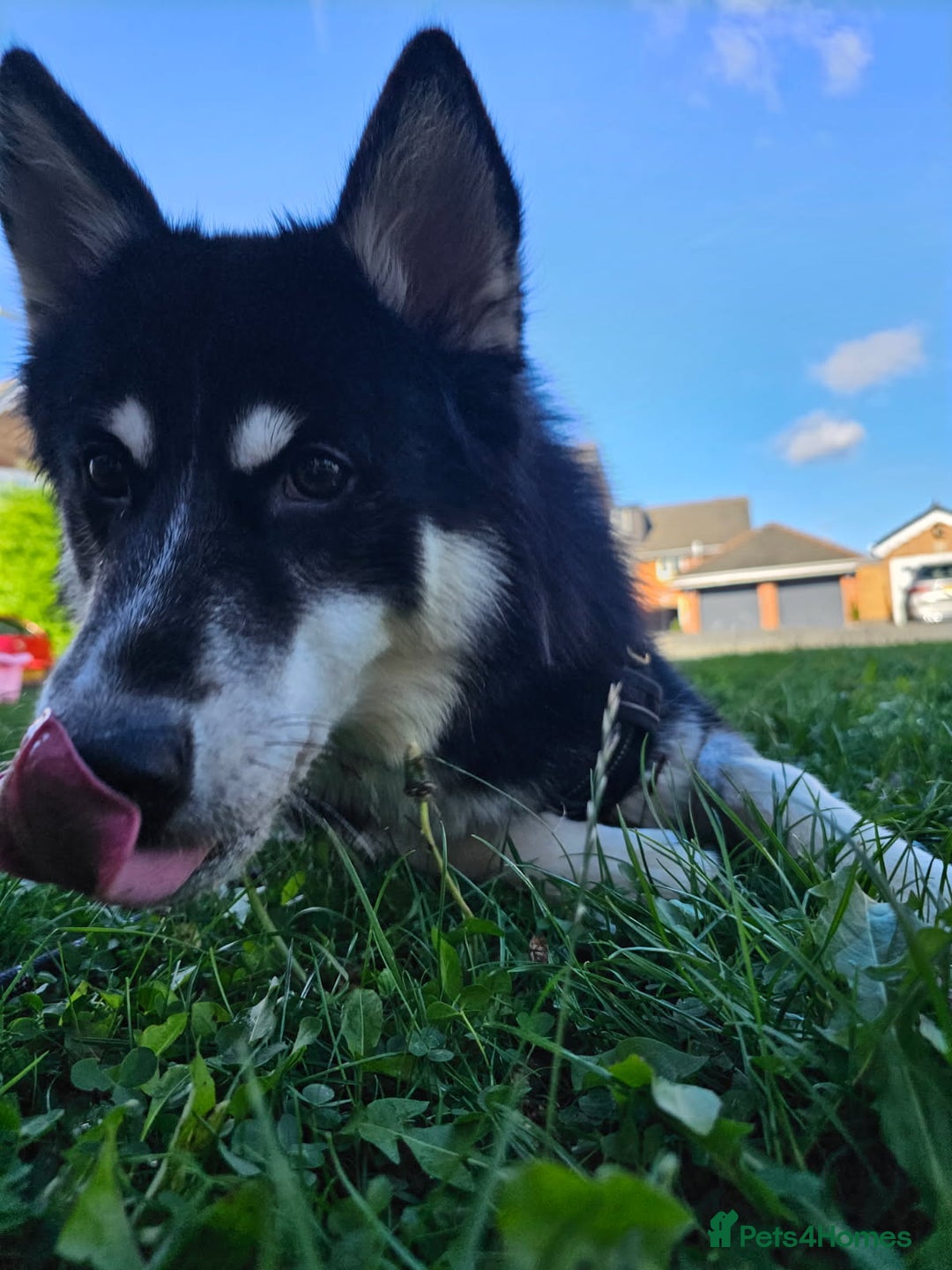 Mixed Breed dogs for sale: Meet Sparks - Image 7