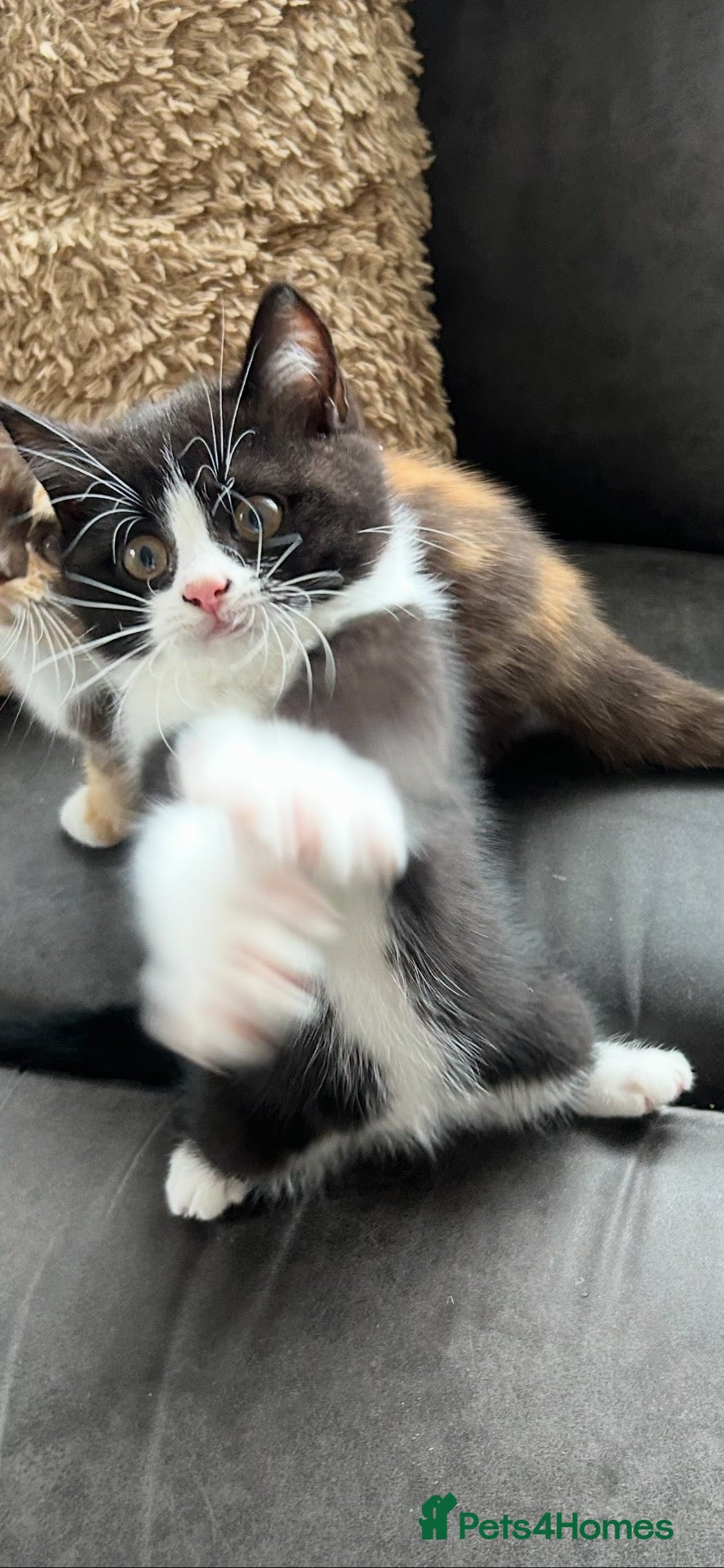 British Shorthair cats 💥READY NOW 💥 LAST 2 BSH KITTENS - Advert 1