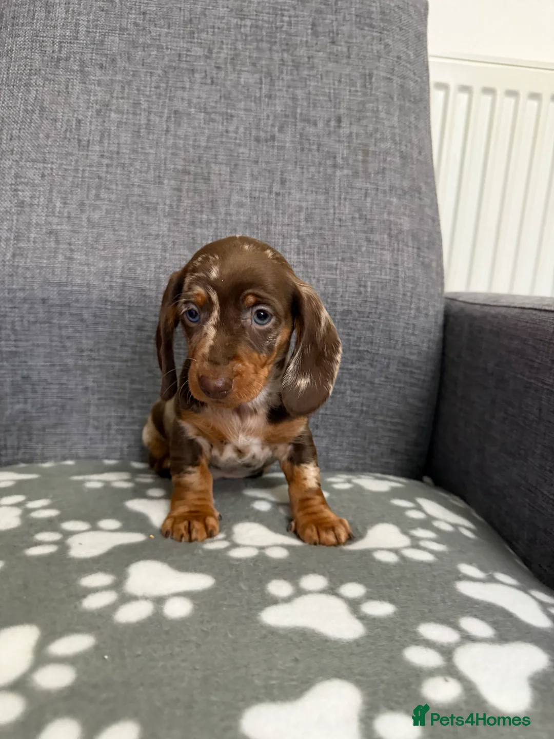 Dachshund dogs for sale: Miniature Dachshund puppies  - Advert 9