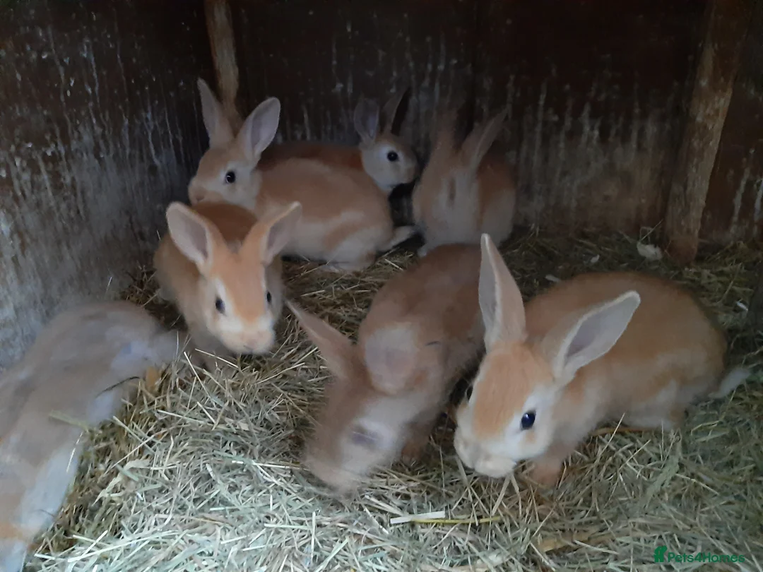 Rex rabbits for sale: Orange rex - Advert 2