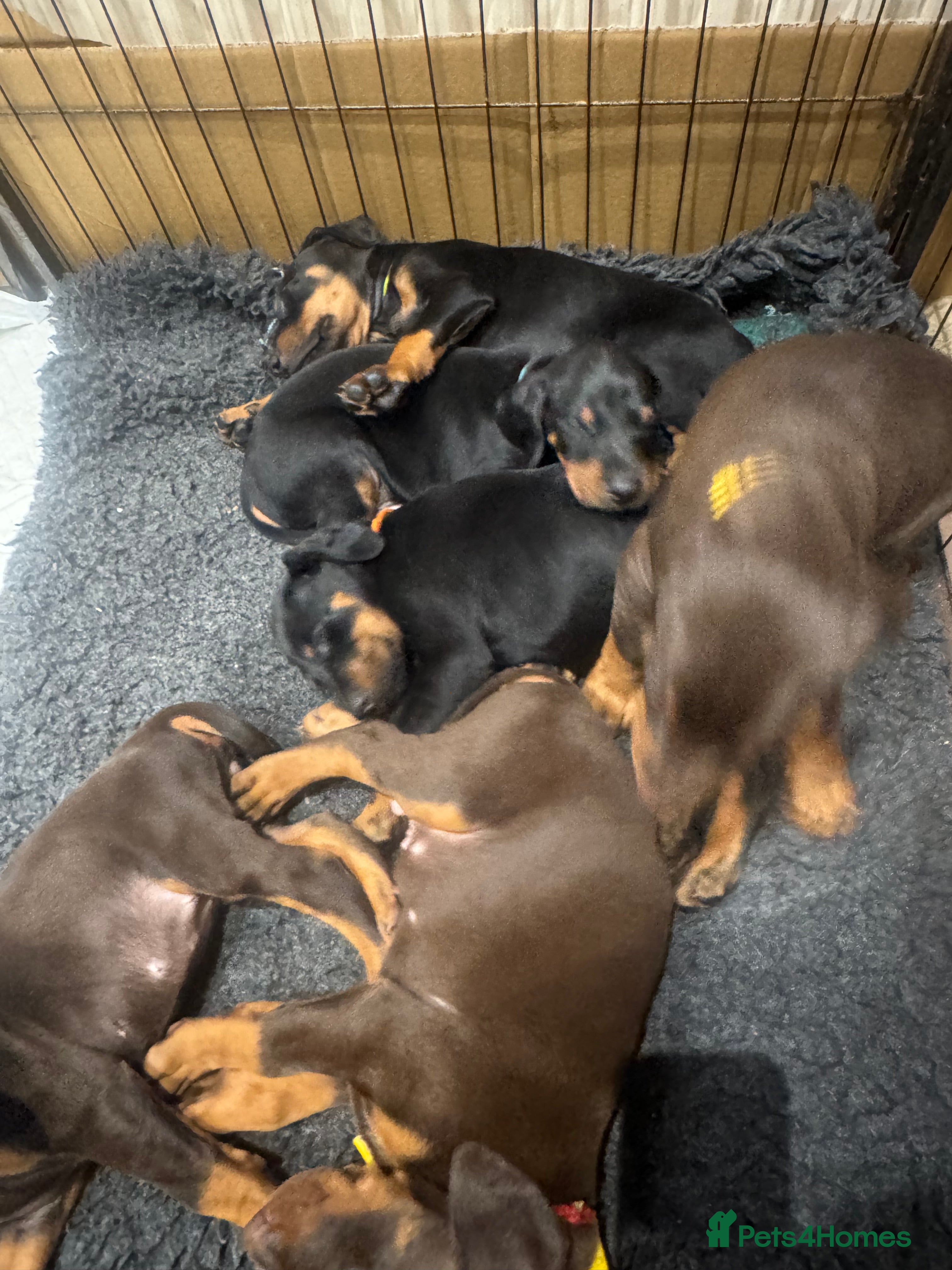 Dobermann dogs Beautiful chunky Dobermans - Advert 7