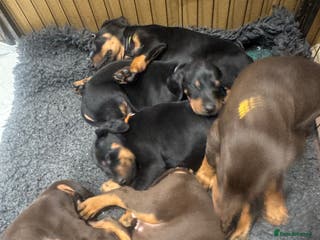 Dobermann dogs Beautiful chunky Dobermans - Advert 7
