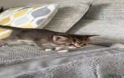 Mixed Breed cats for sale: Lovely kittens looking for they new forever home - Image 1
