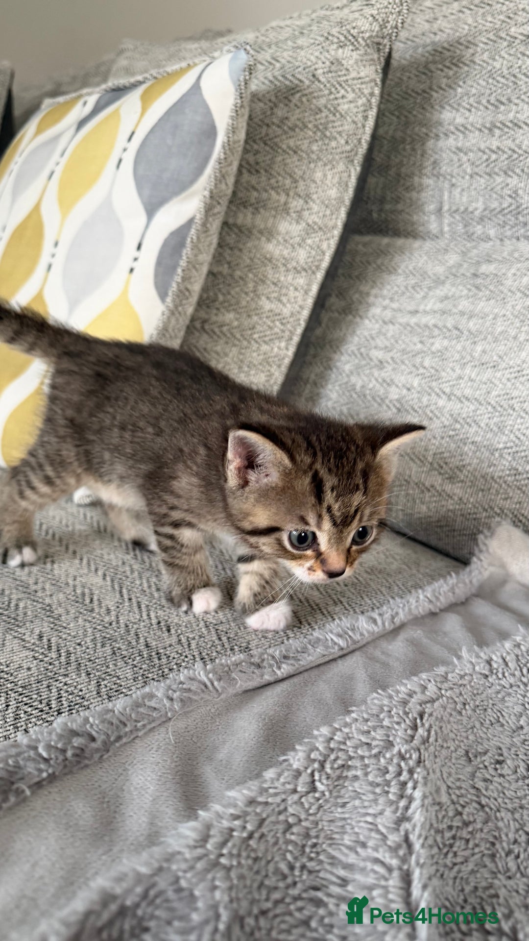 Mixed Breed cats for sale: Lovely kittens looking for they new forever home - Image 1