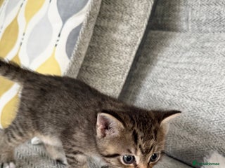 Mixed Breed cats - Advert 8