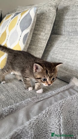 Mixed Breed cats - Advert 16