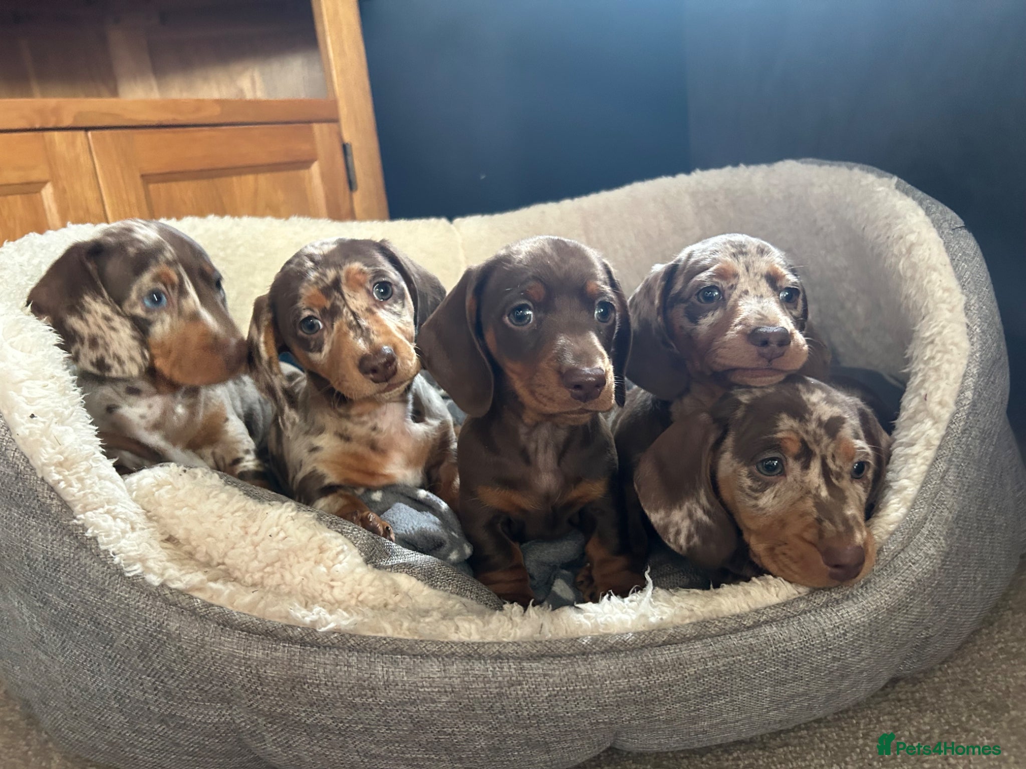Miniature Dachshund dogs KC Registered Miniature Dachshunds - Advert 1