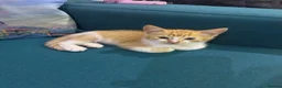 British Longhair cats for sale: 4 British shorthair kittens - Advert 2