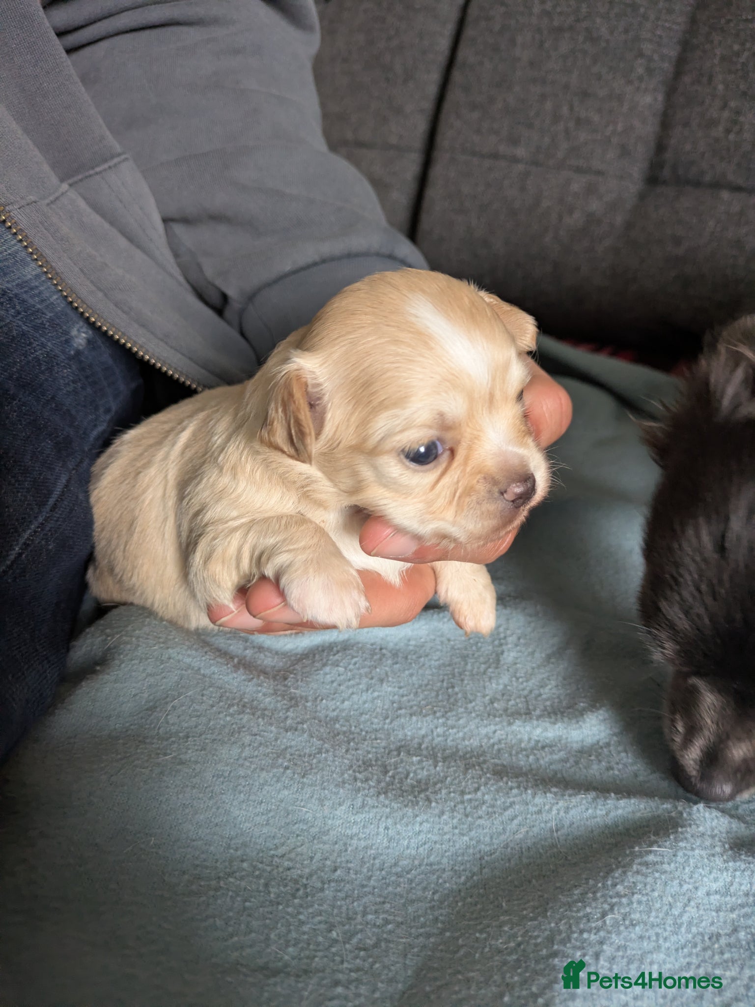 Chihuahua dogs Longhaired pedigree chihuahuas - Advert 2