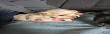 Joe