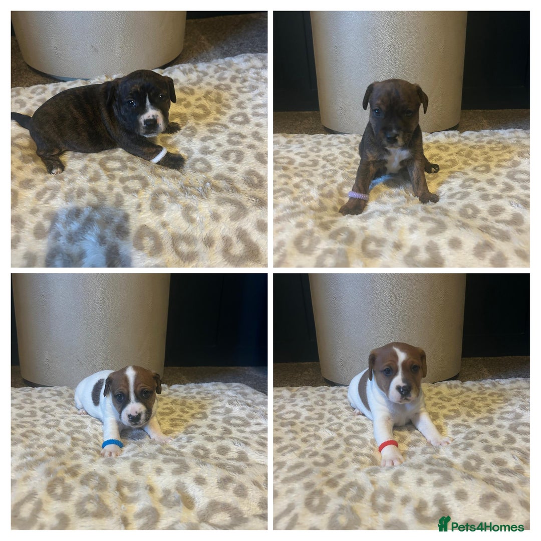 Mixed Breed dogs for sale: Jackastaff - Advert 18