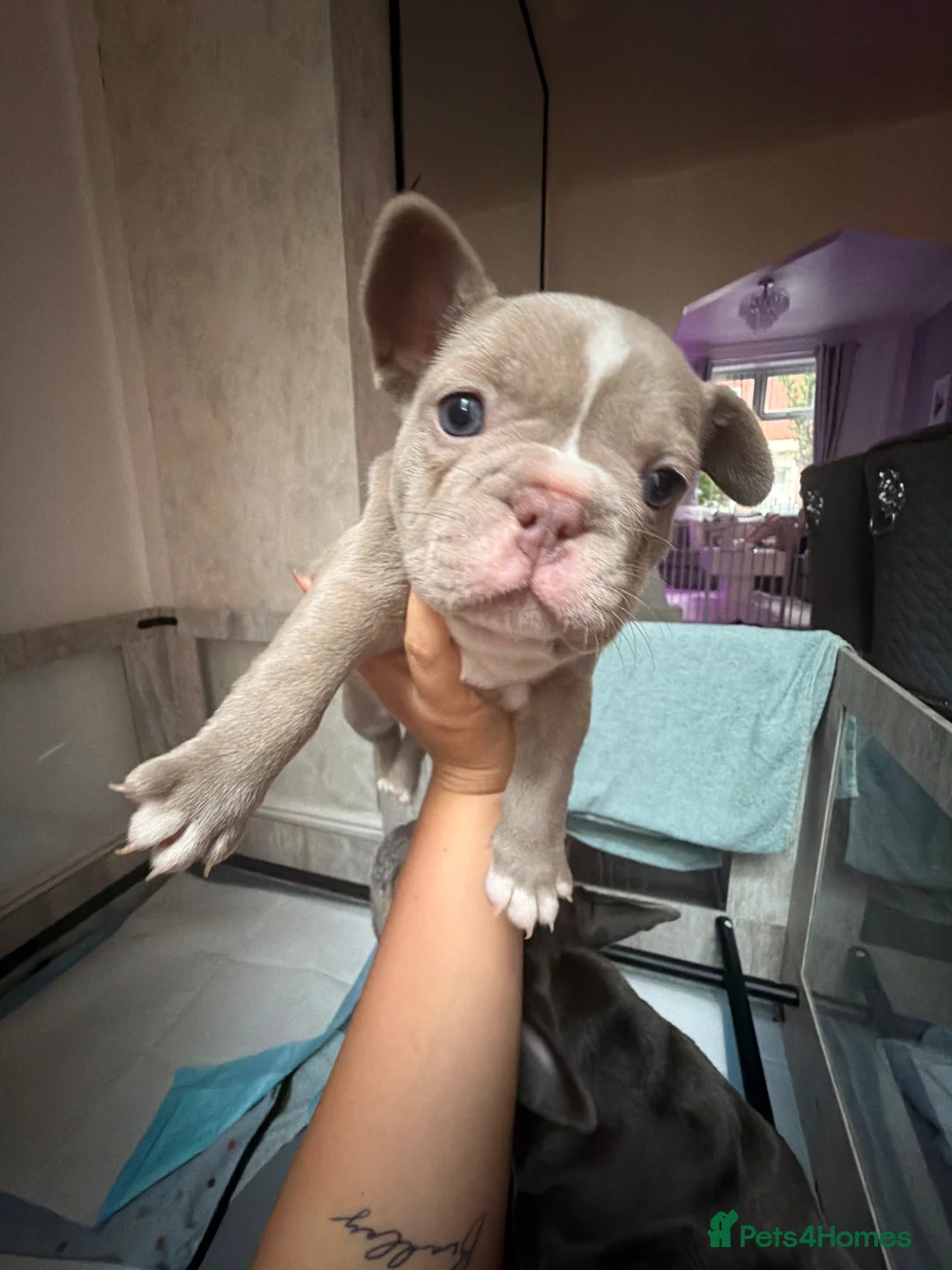 French Bulldog dogs for sale: 💙💜Isabella, Blue & Lilac Frenchie Pups – KC 🐾 - Advert 2