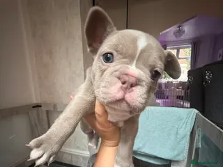 French Bulldog dogs ISABELLA BLUE AND LILAC FRENCHIES - KC - WELL BRED - Advert 3